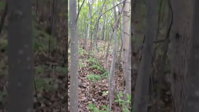 Камчатка.Медведи.Бесстрашный мужик пошёл за ним🙈