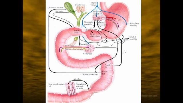 8:00 Digestion In The Small And Large Intestine.  Absorption