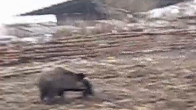 РЕЛ проти сікача 2 смотреть онлайн