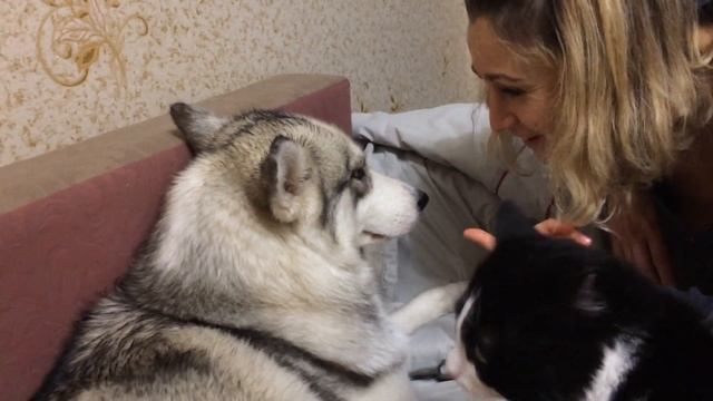 ХАСКИ АВРОРА СЪЕЛА ГОЛУБЯ смотреть онлайн