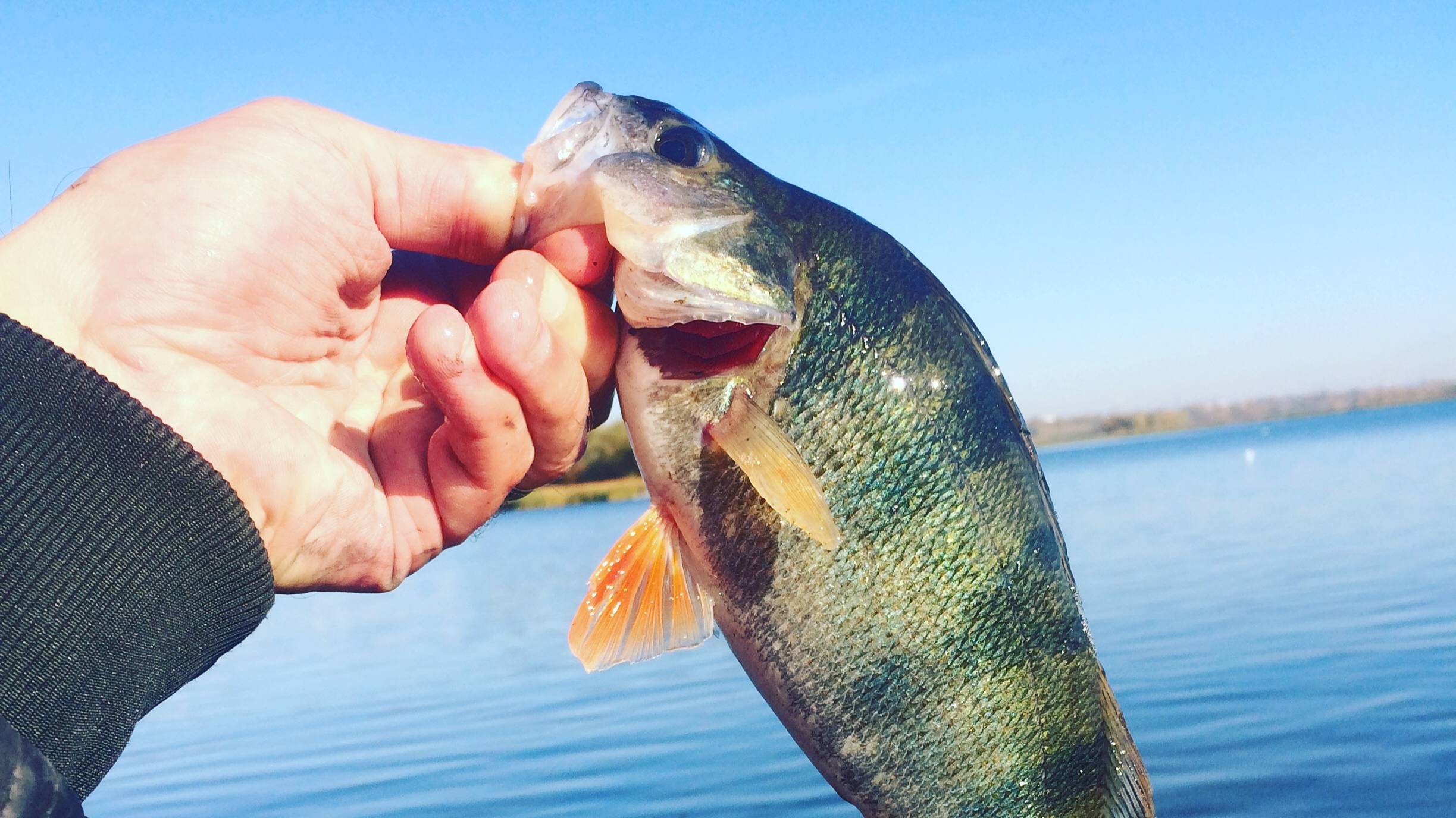 Рыбалка с лодки на окуня. Трофейная рыбалка. Рыбалка 2021