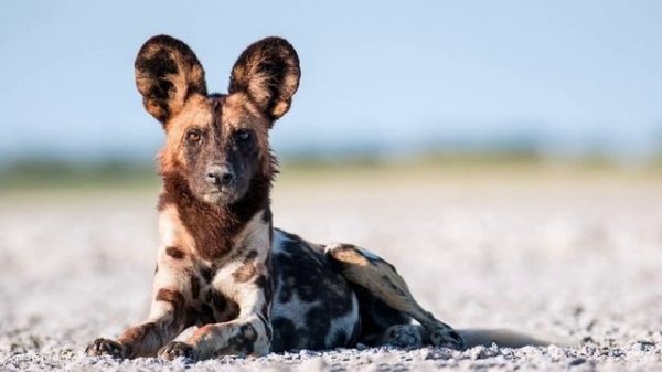 African wild dog sounds, painted dog