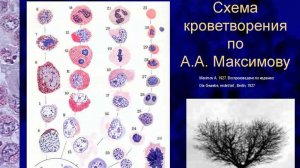 Сазонов С.В. 18. Костный мозг