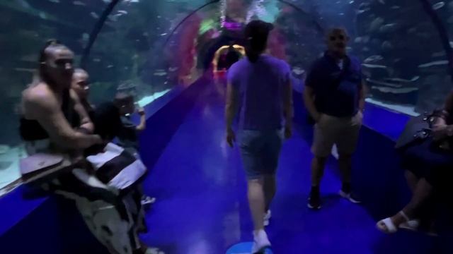 Океанариум Антальи. Цена билета в 2024 году. Стоит ли сходить? смотреть онлайн