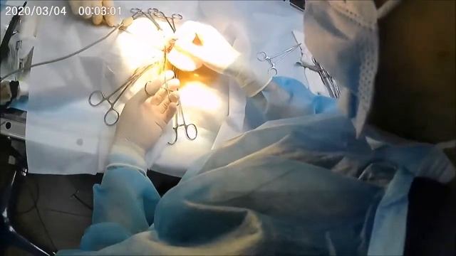 Стерилізація кішки смотреть онлайн