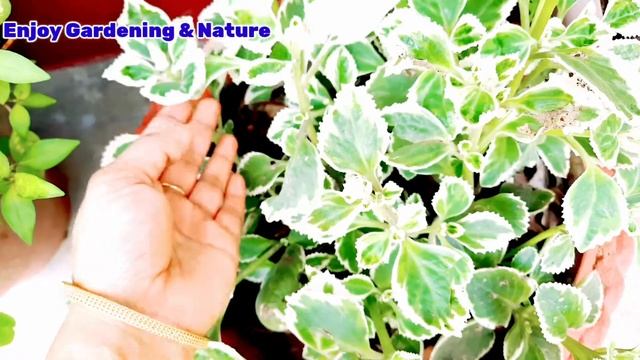 Cuban Oregano Flower смотреть онлайн