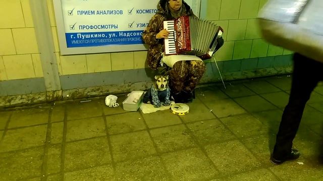 Знаменитая поющая собака из Пушкино. смотреть онлайн