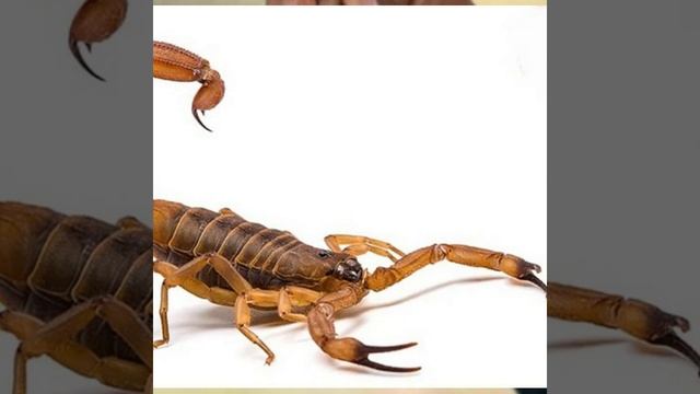 3 Interesting Facts about Animals смотреть онлайн