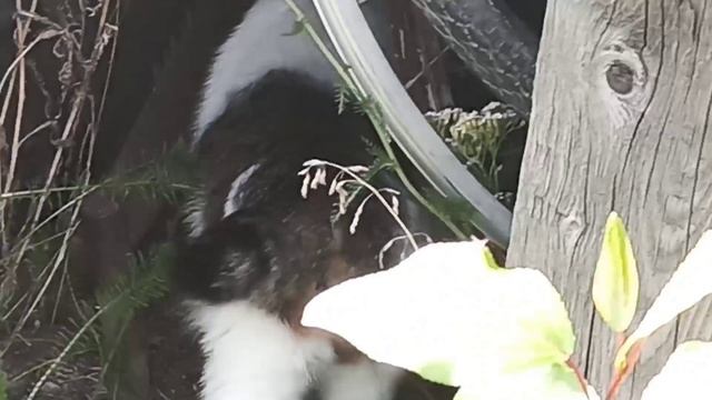 Отпускал ВСЕХ собак / Кошки вышли в свет / Муся и Мася играют смотреть онлайн