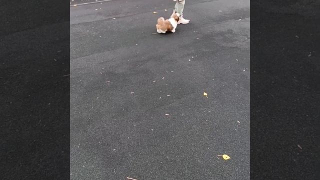 Сиф#шитцу#красноярск#щенки смотреть онлайн