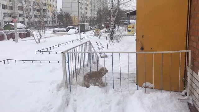 Собачка пошла за обувью... Воронеж 2018 г. IMG 6191 смотреть онлайн