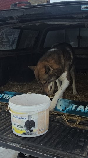 Утренний выход лаек