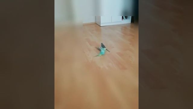 Одним словом, Чаво Çavo ve Şuşa смотреть онлайн