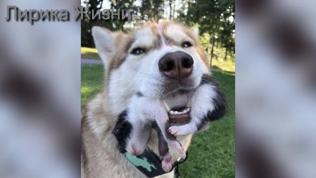 Хаски нырнула Мордой в картон и достала на свет Маленького и Мокрого белого Котёнка… смотреть онлайн