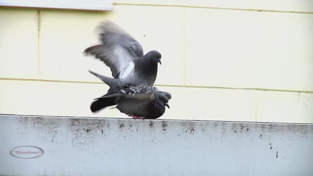 "Слова слова , опять ... " Музыкальная шкатулка . смотреть онлайн