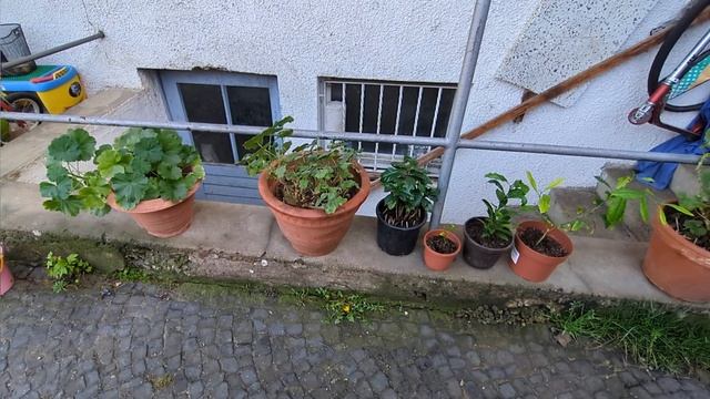 На хозяйстве// Все цветы вынесла на улицу//Отёк вымя после отела, что делать.. смотреть онлайн