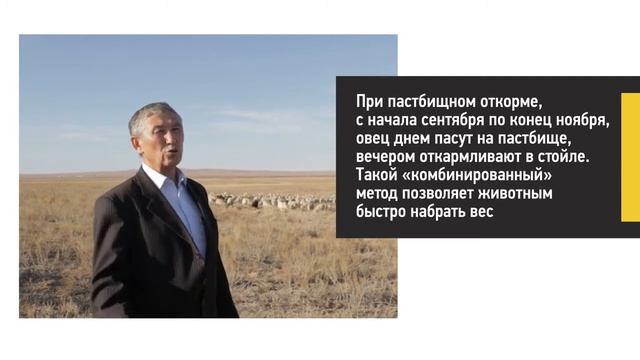 #Нагул и #откорм #овец. смотреть онлайн