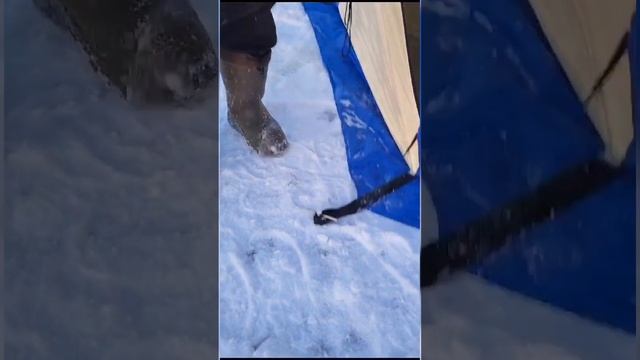 Как легко и быстро закрутить ввертыши на зимней рыбалке. #polarbird #рыбалка #енисей #рыбалкавидео смотреть онлайн