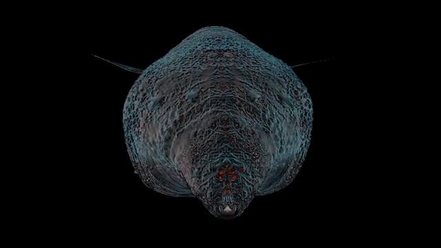 3D bug model смотреть онлайн