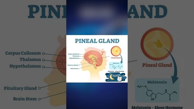 PINEAL GLAND смотреть онлайн