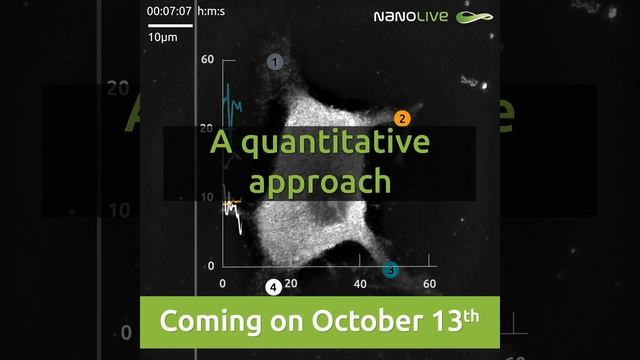 Unlocking The Mysteries Of Neurite Growth In Primary Cortical Neurons: A Quantitative Approach