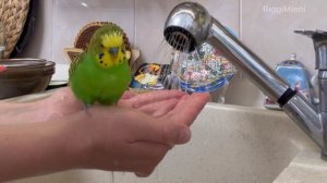 Как моется волнистый попугай Антошка 😁💚✨