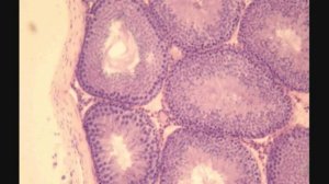 Сазонов С.В. 44. Яичко