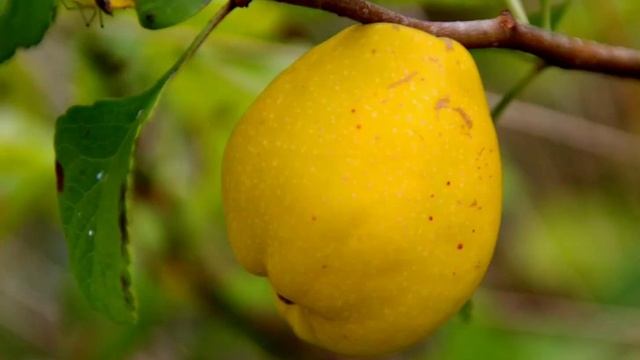 Shifobaxsh nemat. Behi to'g'risida; смотреть онлайн