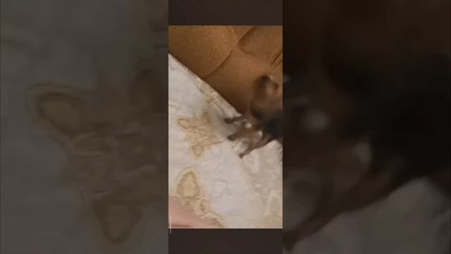 Лакуська смотреть онлайн