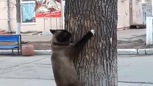 У кота обострение Приколы смотреть онлайн