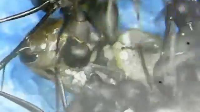 Camponotus nicobarensis и мадагаскарский тараканчик смотреть онлайн