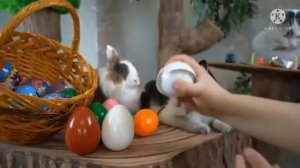 ОГРОМНАЯ РАСПАКОВКА ПАСХАЛЬНЫХ ЯИЦ! ЧЕЛЛЕНДЖ КРОЛИКА БАФФИ для КОТА МАЛЫША, КОШКИ МУРКИ и ПУПСИ