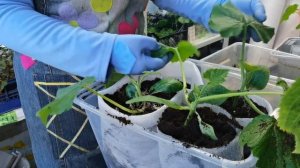 Рассада ОГУРЦОВ и КАБАЧКОВ. Перевалка. Все плюсы моего способа