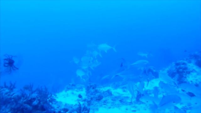 Малазия Остров LAYANG LAYANG