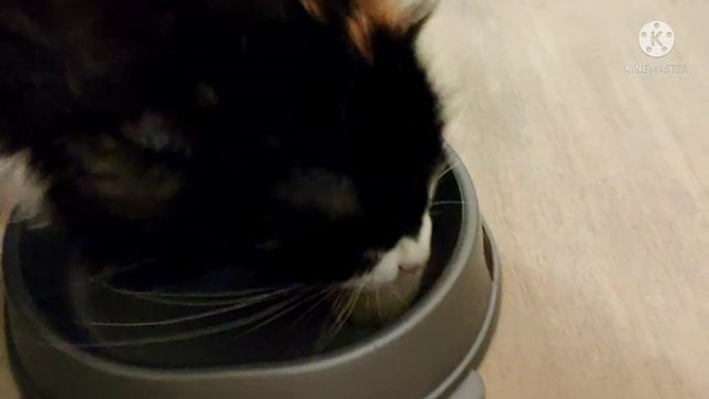 Нонсенс!!! Кошка есть дыню. A cat eats a melon. 06.09.2021 смотреть онлайн