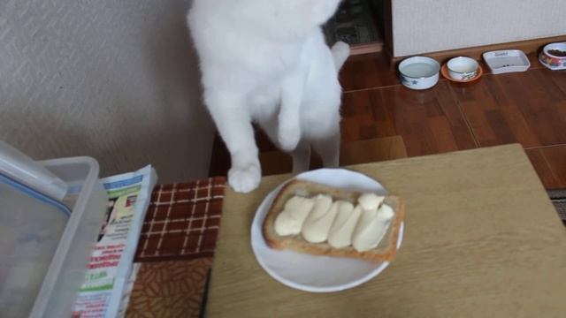 кошечка есть майонез смотреть онлайн
