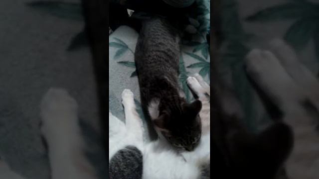 Годовалый котёнок сосёт сиську. смотреть онлайн