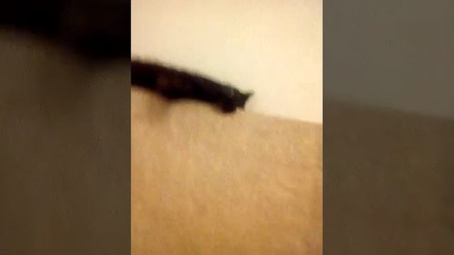 Супер кошка Дуся смотреть онлайн