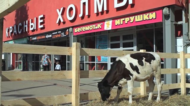 Живые телята прямо в центре города! смотреть онлайн