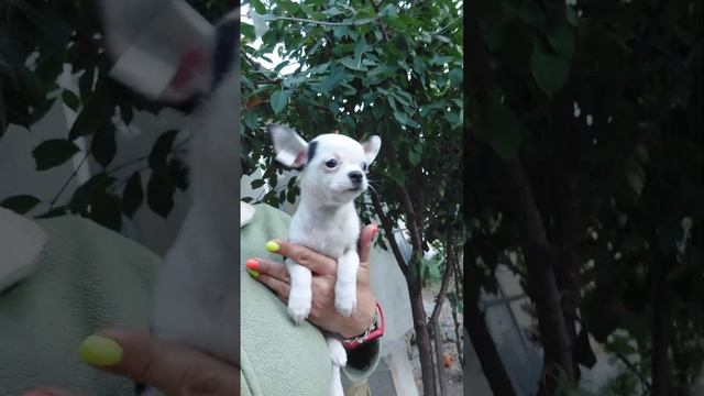 эксклюзив МориОн продажа чихуахуа питомник Кастропуло Крым 89787458062 доставка есть и сейчас тоже смотреть онлайн