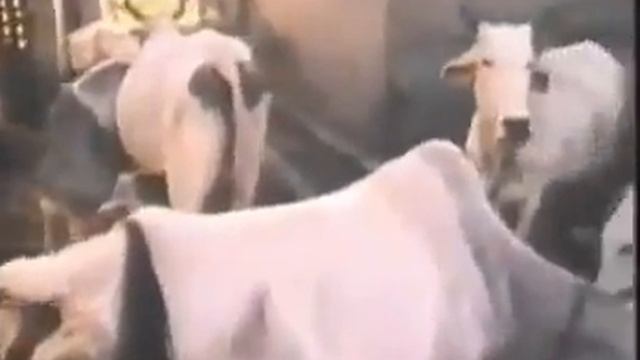 Вриндаван - земля Кришны смотреть онлайн