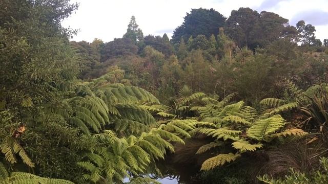 Green serenity in Auckland Botanic Garden смотреть онлайн