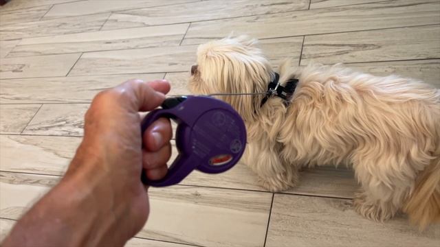 How To Use The Flexi Leash For Small Dogs