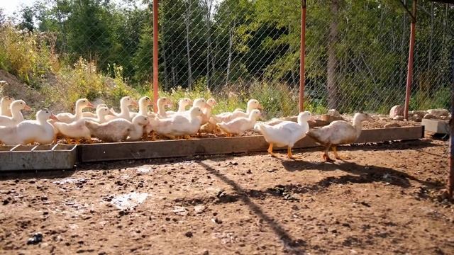 Разведение уток. Новый проект на АкваФерме. смотреть онлайн