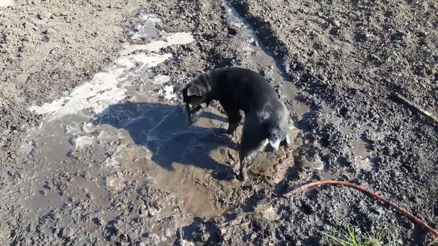 Собака Герда очень любит купаться в грязной луже)) смотреть онлайн