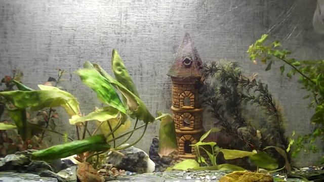 Домашний аквариум онлайн / Aquarium online смотреть онлайн