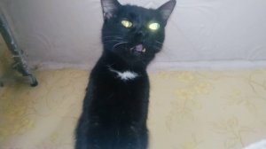 Кошка Чихает 🤧 🙀 Муся