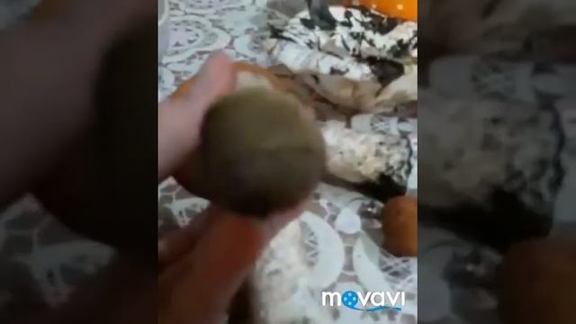 Грибы смотреть онлайн