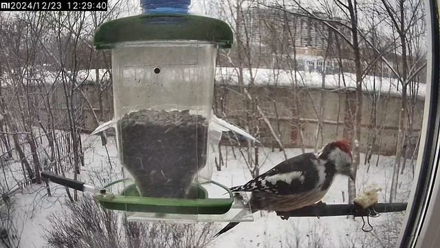 Дятел и сало смотреть онлайн