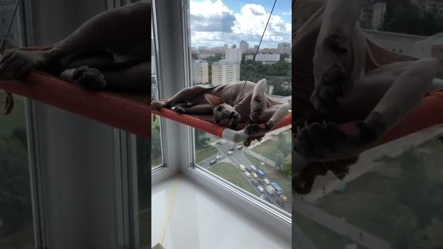 Сфинкс делает зарядку на оконном гамаке glacat sunny смотреть онлайн